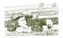農(nóng)產(chǎn)品包裝設計中的兩種類型