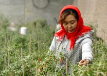寧夏枸杞，你了解多少？相成設(shè)計(jì)分享